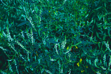 Fototapeta na wymiar white blossoms with green background