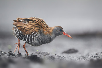 Water Rail (Rallus aquaticus) close up