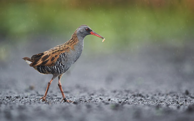 Water Rail (Rallus aquaticus) close up