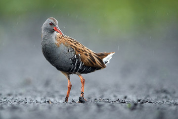 Obraz premium Water Rail (Rallus aquaticus) close up