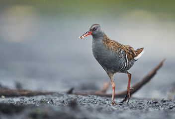 Water Rail (Rallus aquaticus) close up