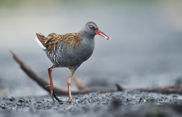 Water Rail (Rallus aquaticus) close up