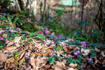 purple cyclomen flowers in spring forest
