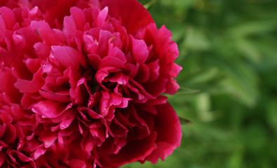 Red peony flower on greenery background.