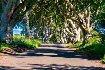 Dark Hedges in Northern Ireland beautiful avenue of beech trees popular and famous landmark