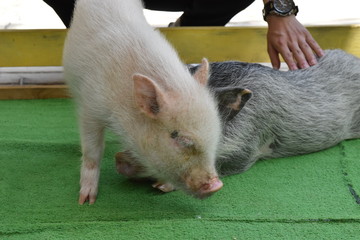ブタ