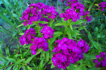 Flowers shallow garden carnations.