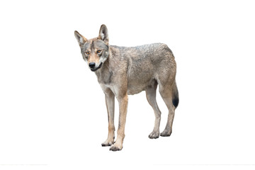 wolf isolated on white