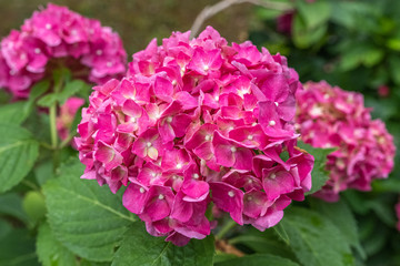 Hydrangea macrophylla 'Mrs. R. F. Felton'
