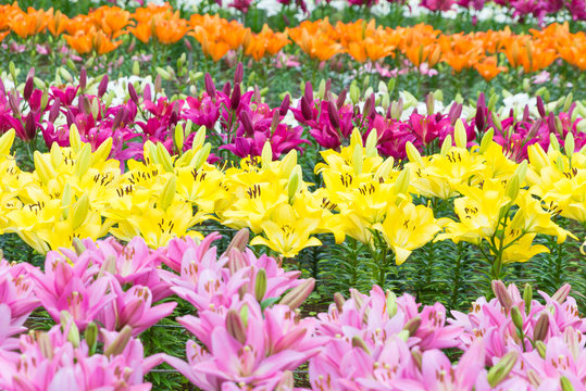 百合畑 Images Browse 34 Stock Photos Vectors And Video Adobe Stock