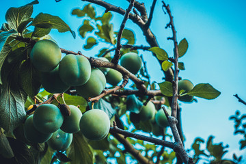 some fruits in the trees