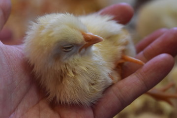 ひよこ © だーよし