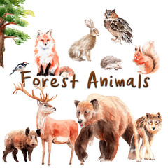 watercolor set of forest animals: watercolor set of forest animals: bear, wolf, fox, hare, owl, boar, deer