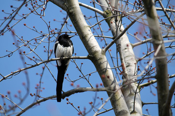 Eurasian magpie or Common magpie (Pica pica) sitting on bare spring branches against clear blue sky background. March, Belarus