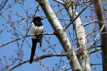 Eurasian magpie or Common magpie (Pica pica) sitting on bare spring branches against clear blue sky background. March, Belarus