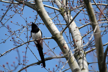 Eurasian magpie or Common magpie (Pica pica) sitting on bare spring branches against clear blue sky background. March, Belarus