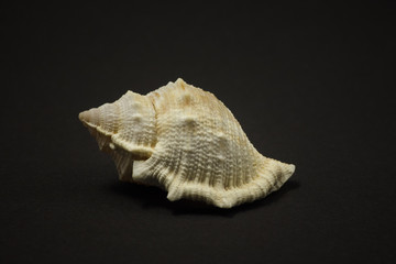 Sea shell on a dark background. 