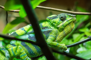 green reptile climbing on the tree branch through the leaves © Anatoli Weingart