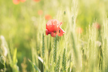 red poppy in a green crop wheat field