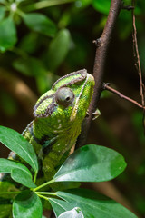 green reptile climbing on the tree branch through the leaves
