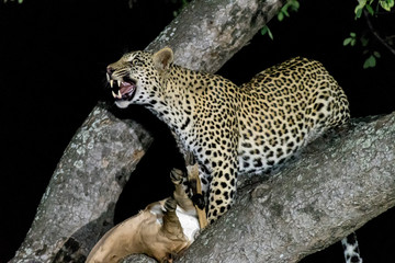 Leopard, Panthera pardus, with its prey, in a tree