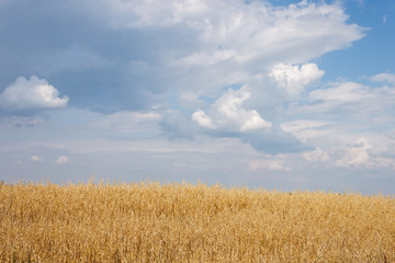 Landscape with oat field and picturesque clouds. Beautiful agricultural landscape with rich and dense field full of rye, wheat or barley