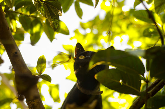 Gatos Animales Naturaleza