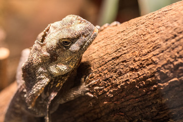 brown reptile climbing and sitting on the wooden tree branch