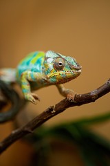 Caméléon portrait animal - reptile