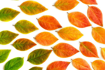 Multicolored dry autumn leaves on white background.