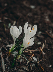 Obraz premium crocus in snow