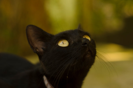 Gatos Animales Naturaleza