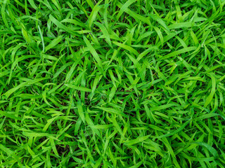 Naklejka premium Rosica (lat. Digitaria) green meadow grass, photographed in a summer sunny day.