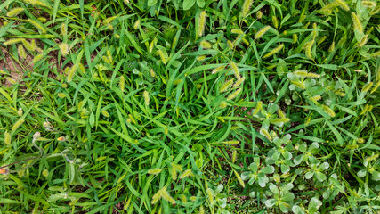 Green grass in summer on a sunny day. Background image.