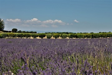 Fototapeta premium serie provence