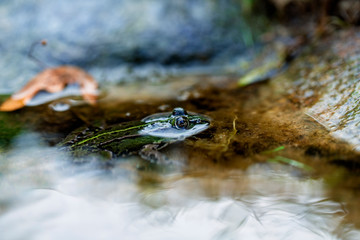 green frog with golden eyes sitting in a puddle