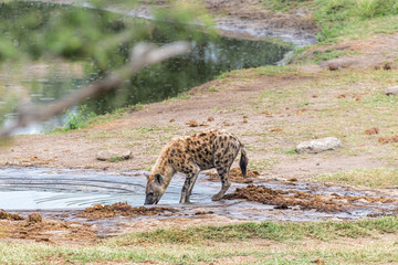 Female spotted hyaena drinking water from a dam
