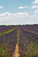Fototapeta premium serie provence