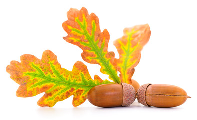Oak acorns with leaf.