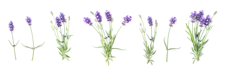 Foto auf Acrylglas Lavendelblüten Blumenbanner flach legen © LiliGraphie