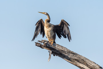 African darter drying its wings in the sun