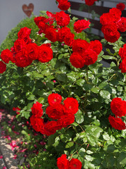Red roses garden Outdoors decoration
