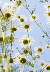 Blooming daisy against a blue sky. White yellow blooming meadow flower.