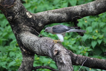 A bird eatting lizard on the tree