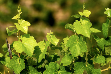 Fototapeta na wymiar Detail of green leaves of a vineyard in Liguria, Italy, south Europe