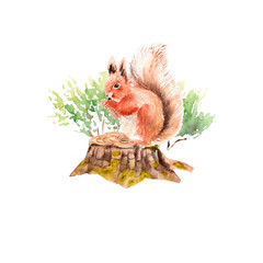 watercolor forest set: squirrel on a stump