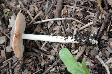 Pluteus sp. mushroom. July, Belarus