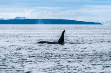 Fototapeta premium Whale Watching