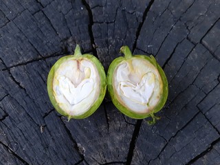 Green walnut cut in two halves