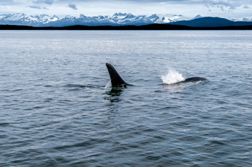 Fototapeta premium Whale Watching